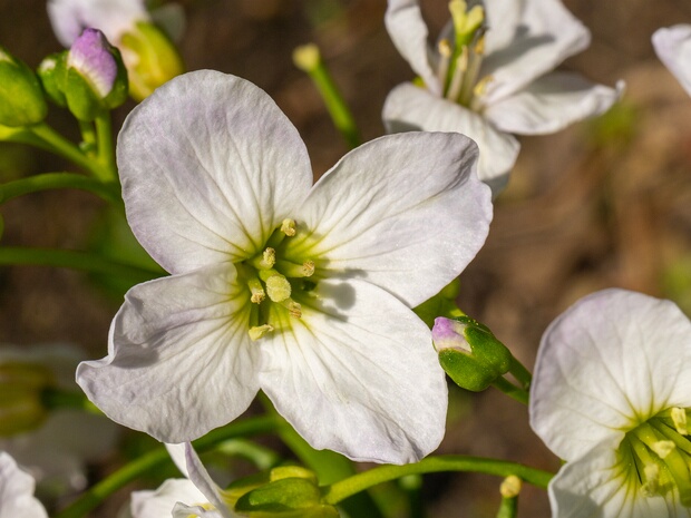 Сердечник луговой - Cardamine pratensis
