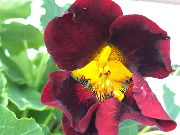 Настурция большая 'Чёрный Бархат' - Tropaeolum majus 'Black Velvet'
