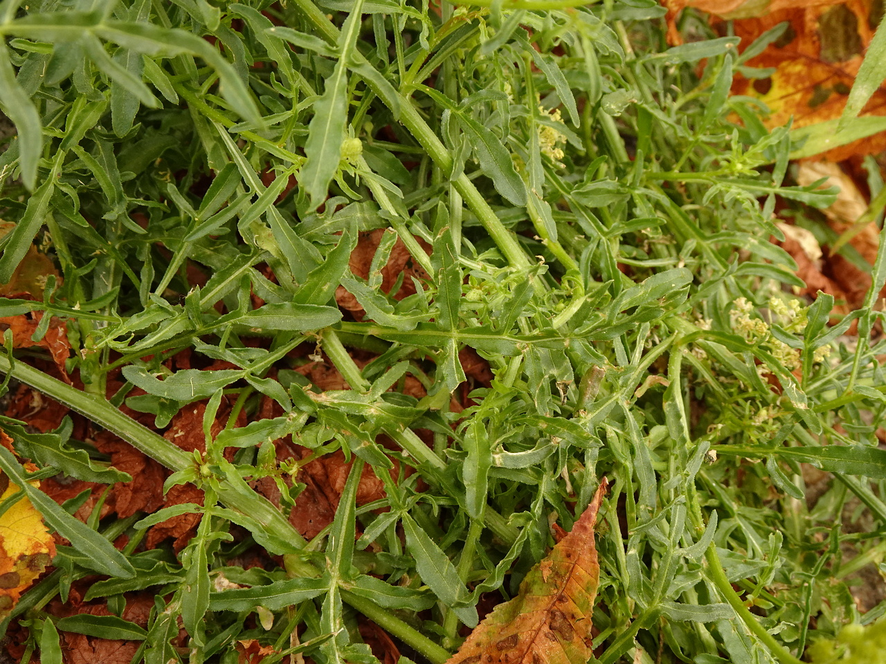 DSC04968