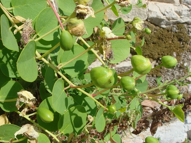 Каперсовые - Capparaceae The Capparaceae (or Capparidaceae), commonly known as the caper family, are a family of plants in the order Brassicales....
