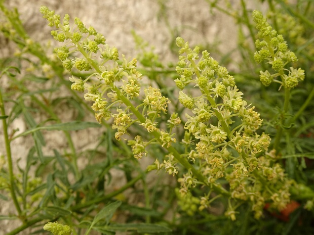 Резедовые - Resedaceae Resedaceae is a family of mostly herbaceous dicotyledonous plants comprising 107 known species in 8 to 12 genera: Recent...