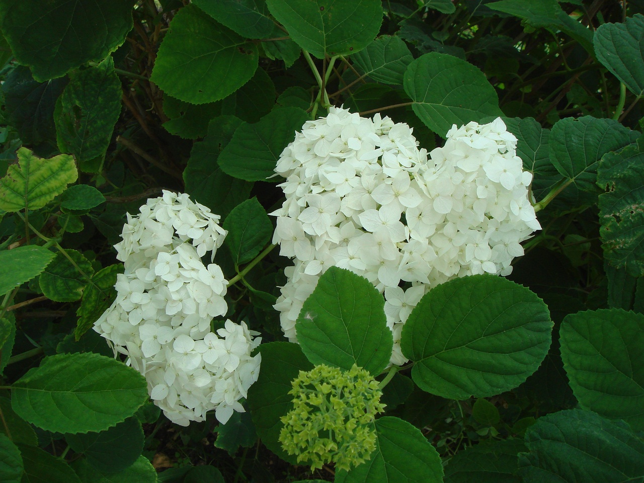 DSC08495