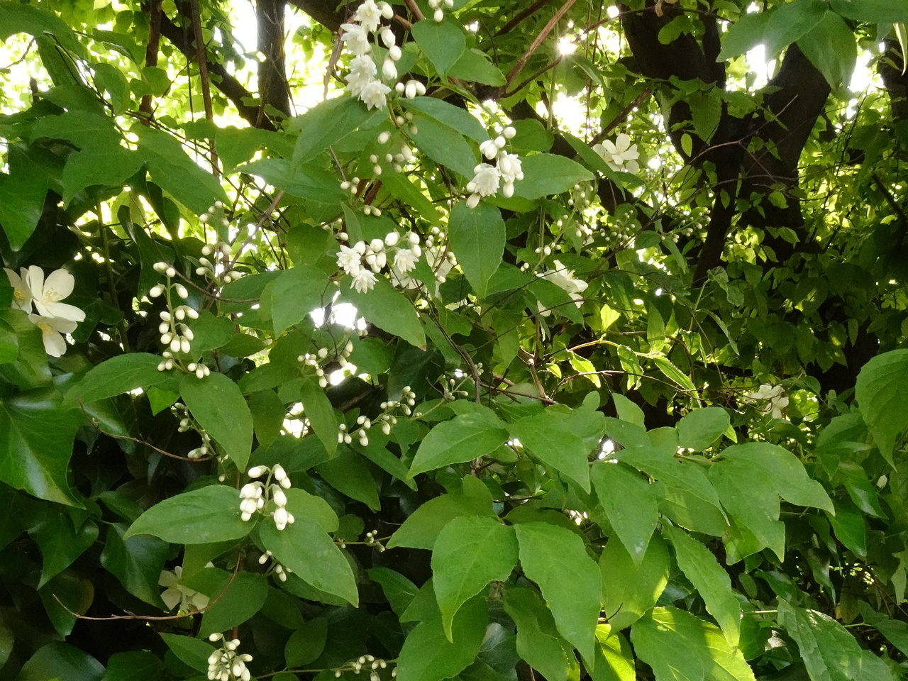 DSC02074