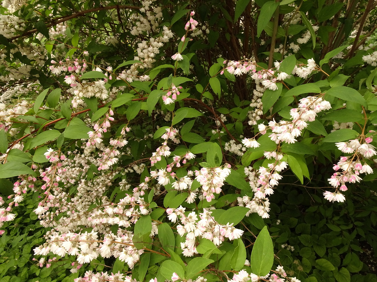 DSC09052