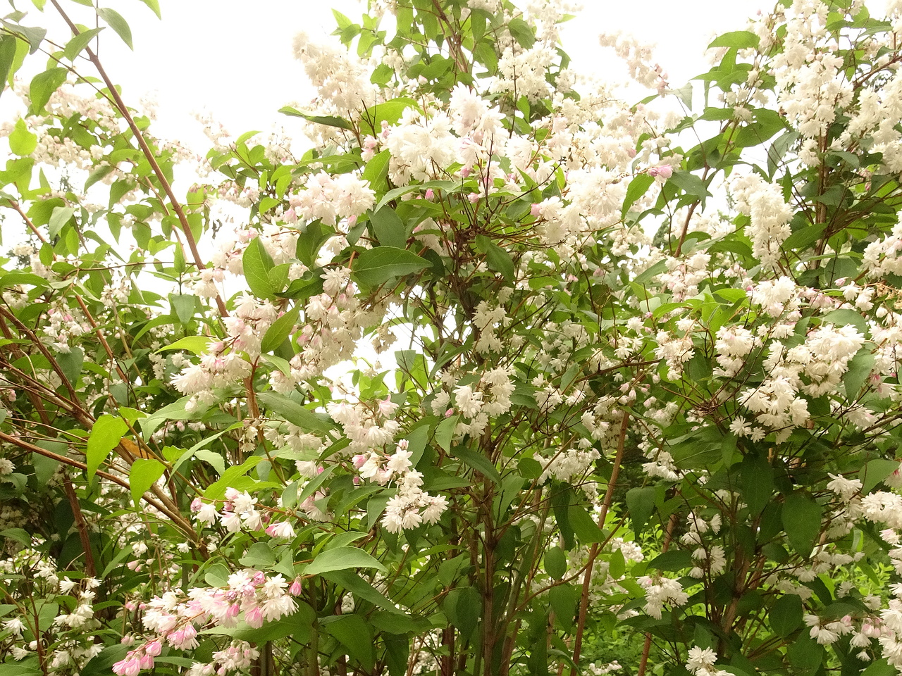 DSC09053