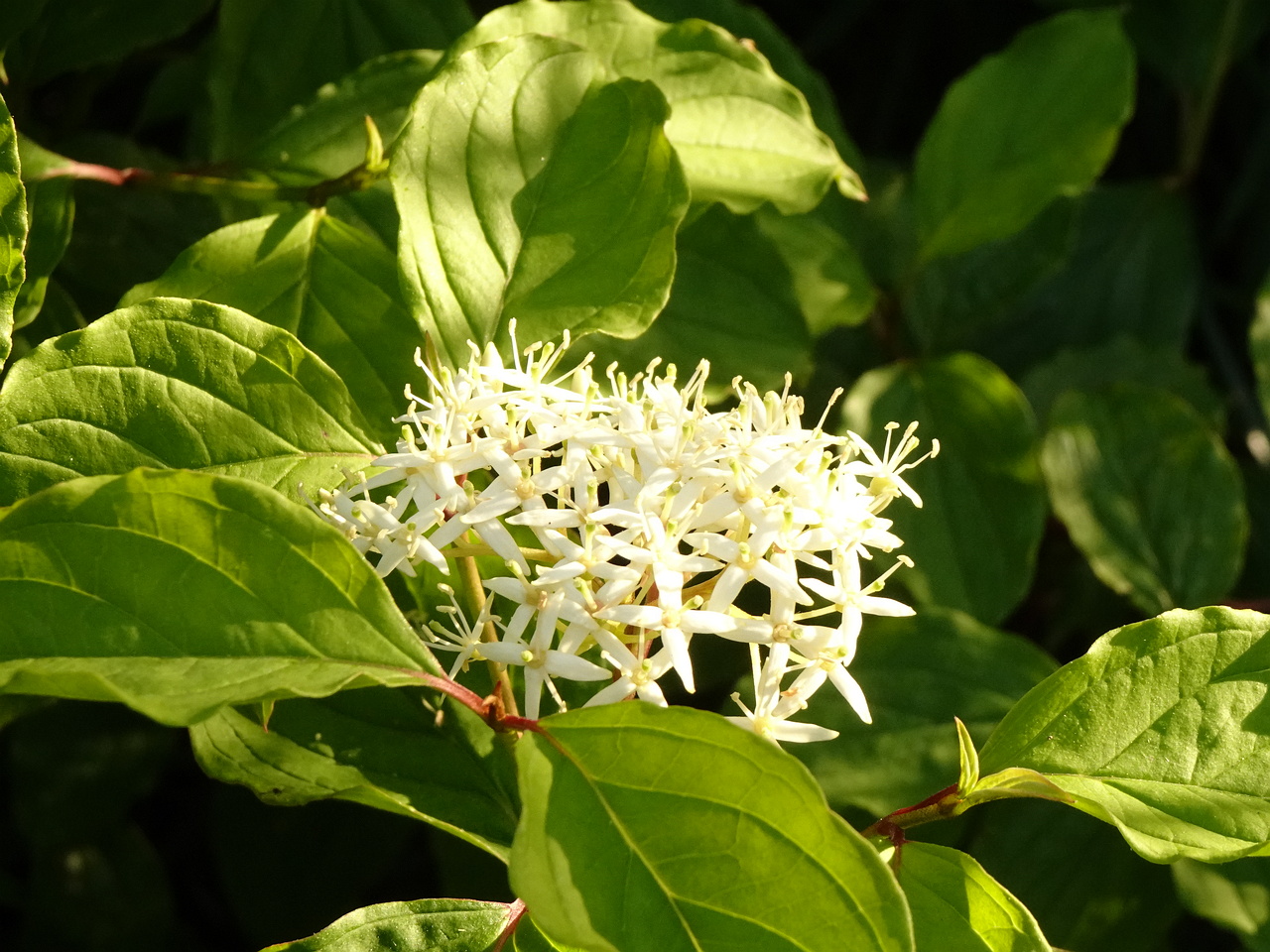 0DSC01691
