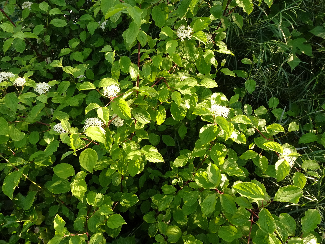 DSC01689