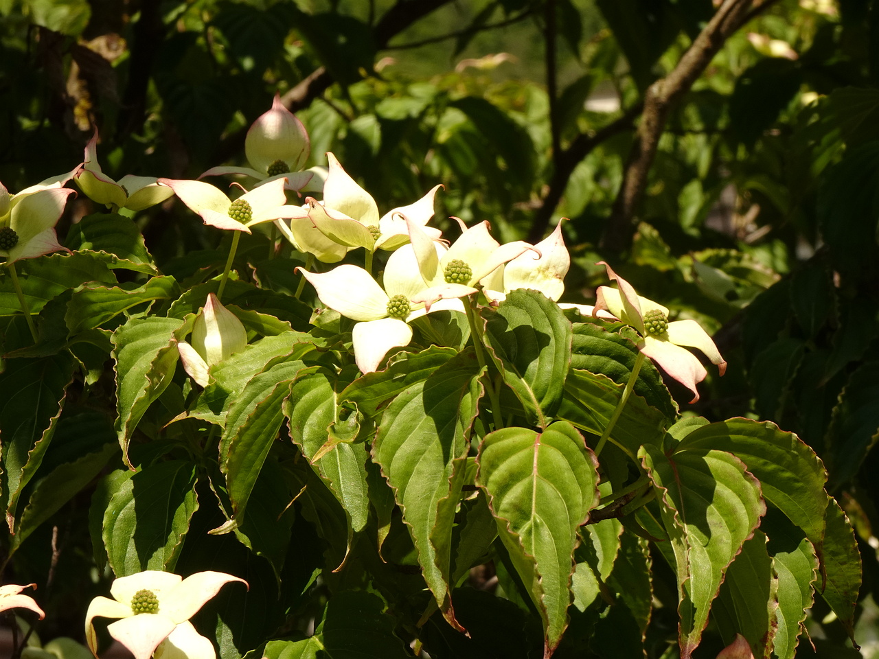 DSC01878