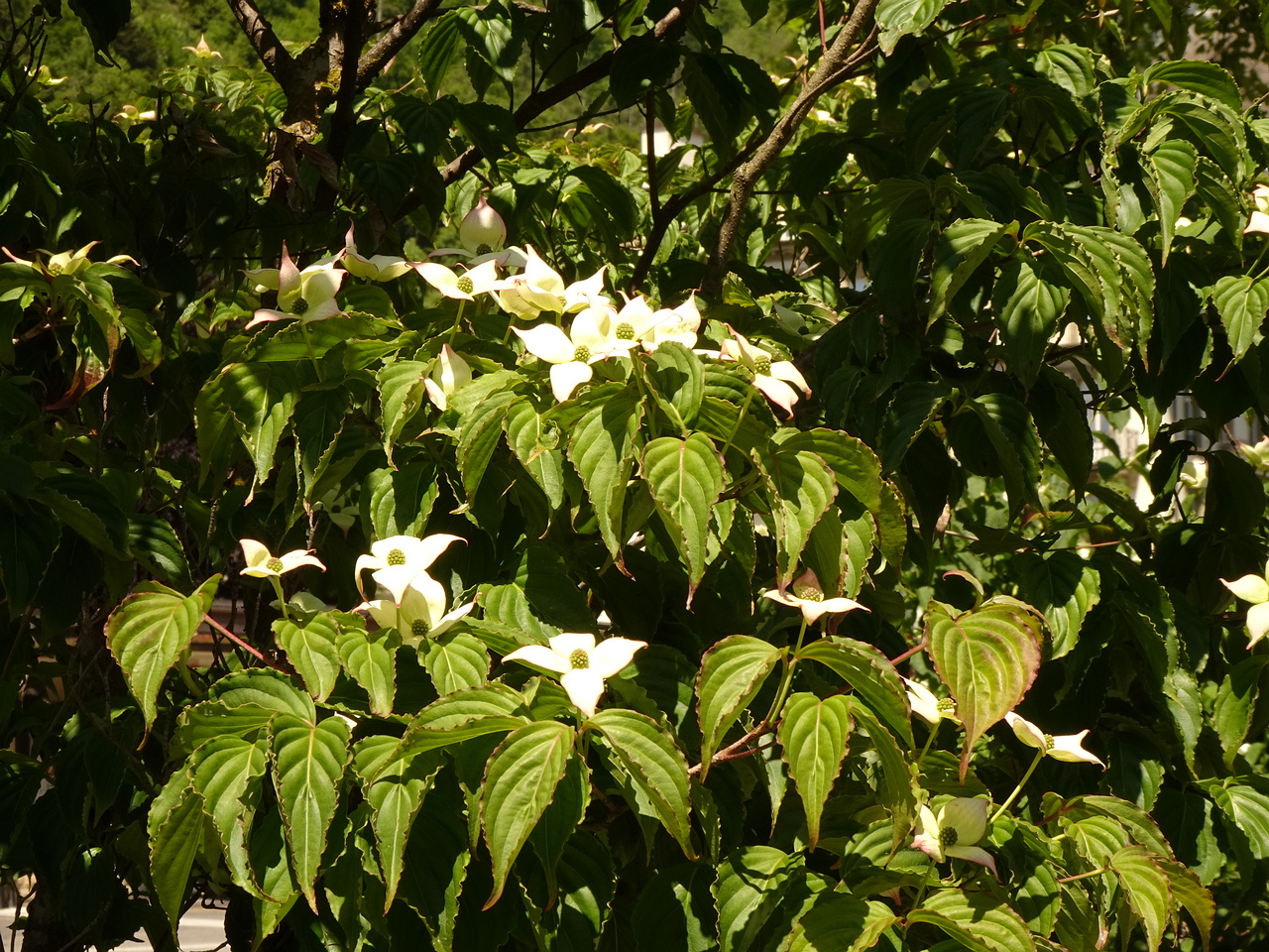 DSC01879