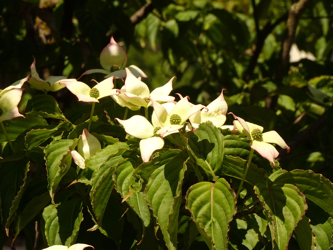 DSC01881