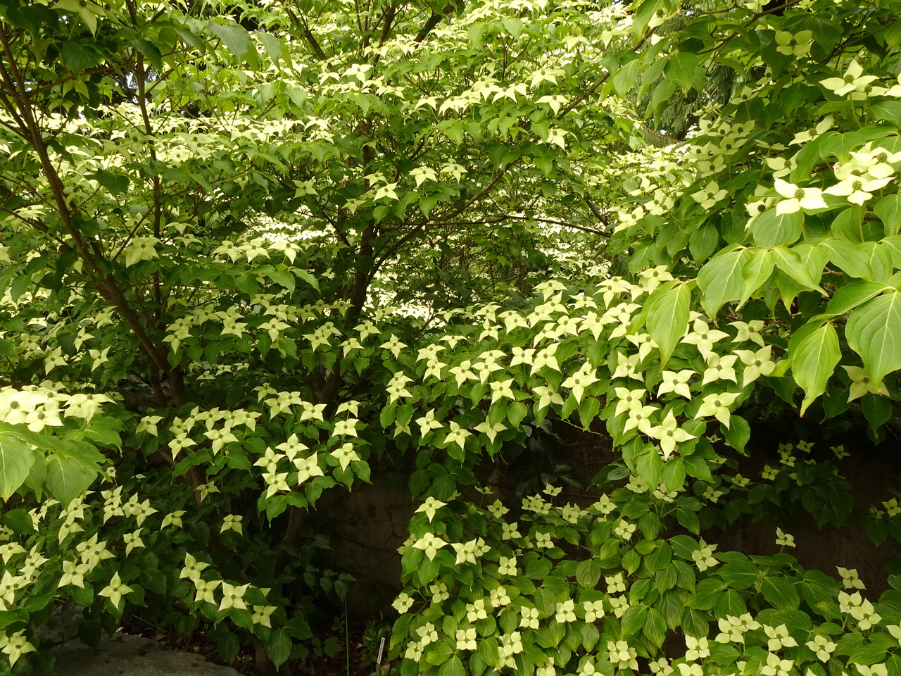 DSC02481