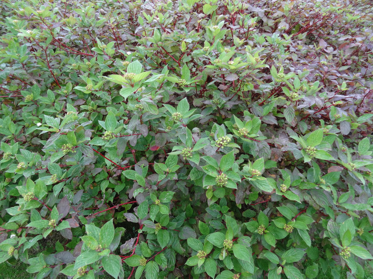 DSC06306