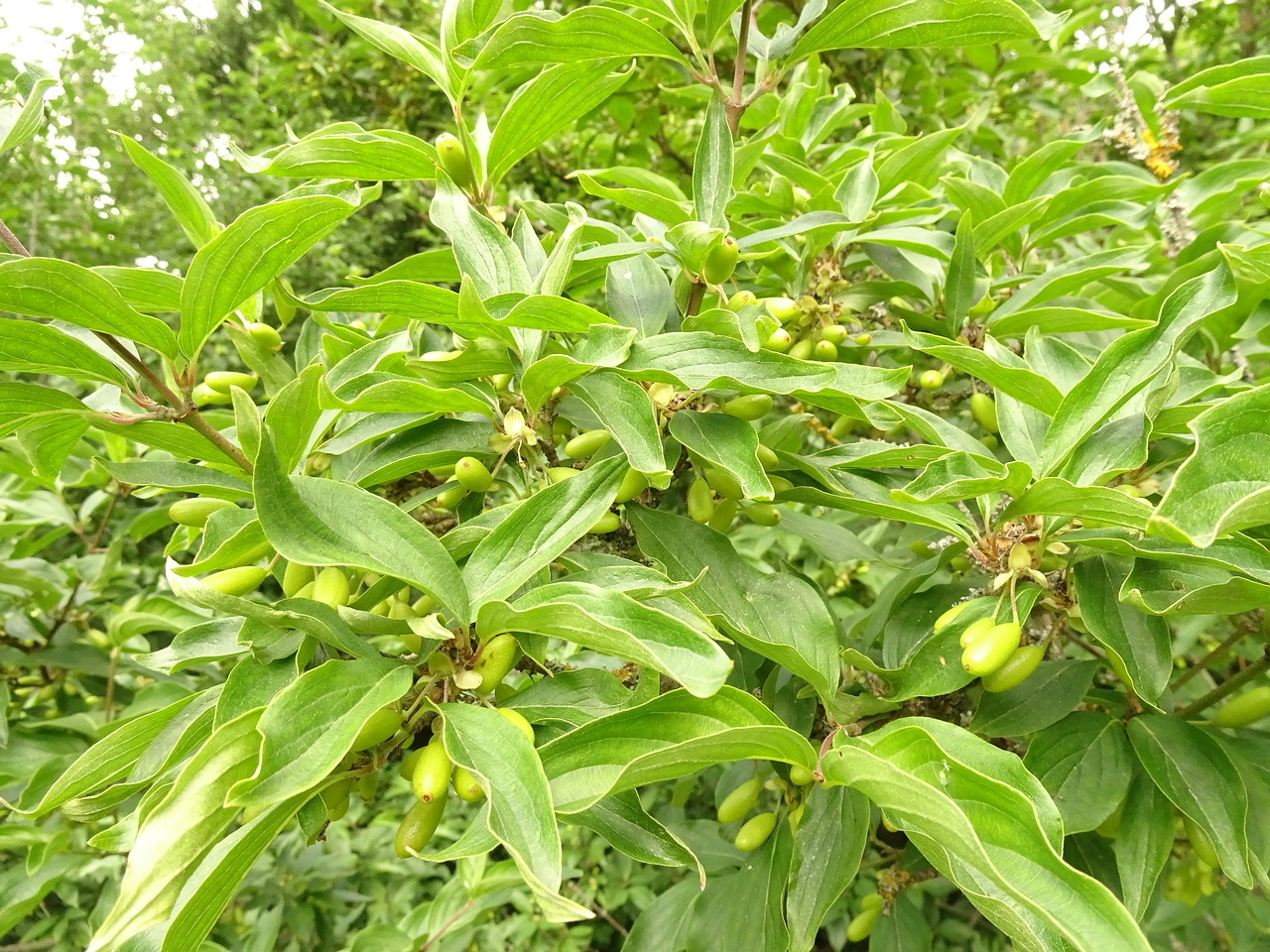 DSC04436