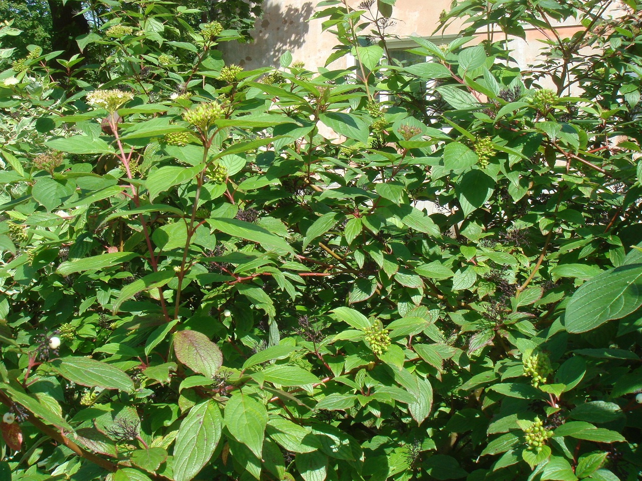 DSC03496