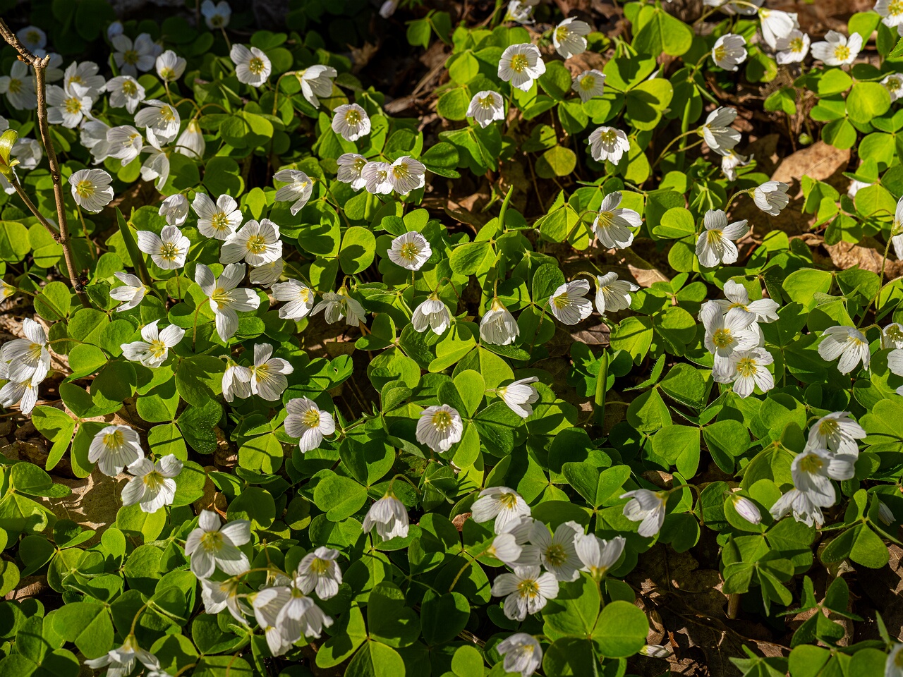 Oxalis acetosella _2026-05-08_1-1
