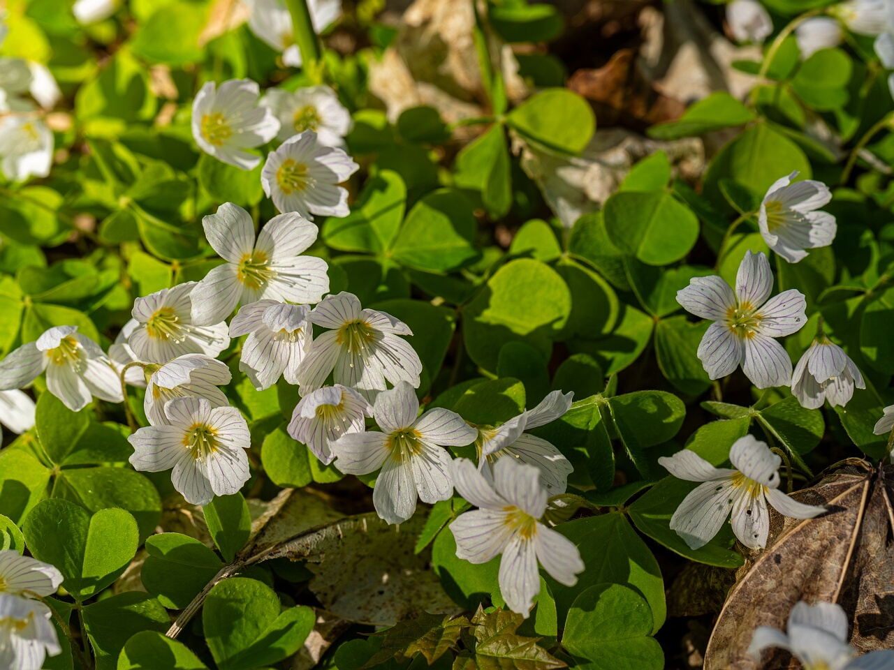 Oxalis acetosella _2026-05-08_1-3