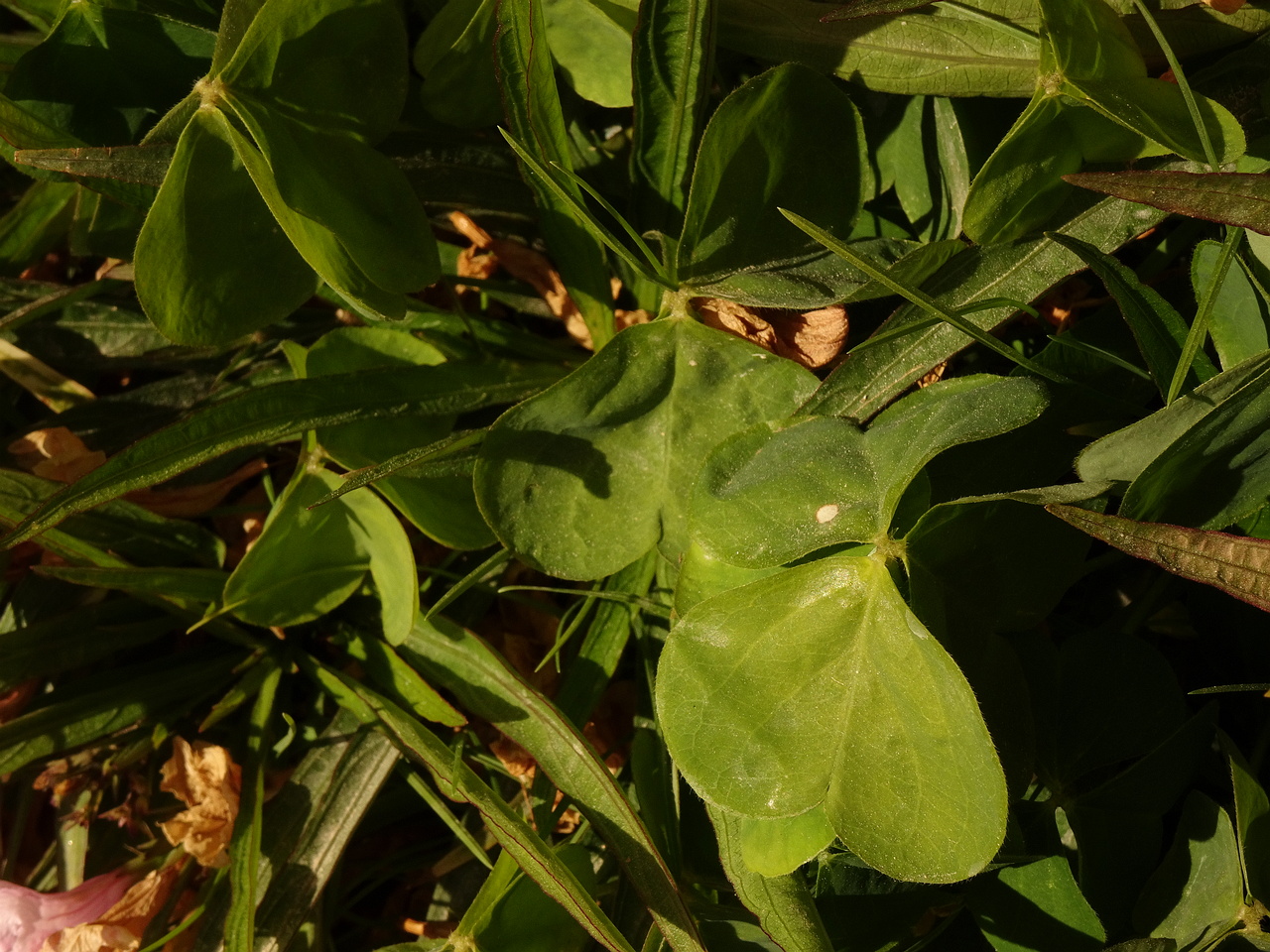 DSC05153