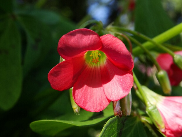 Кислица четырёхлистная - Oxalis tetraphylla