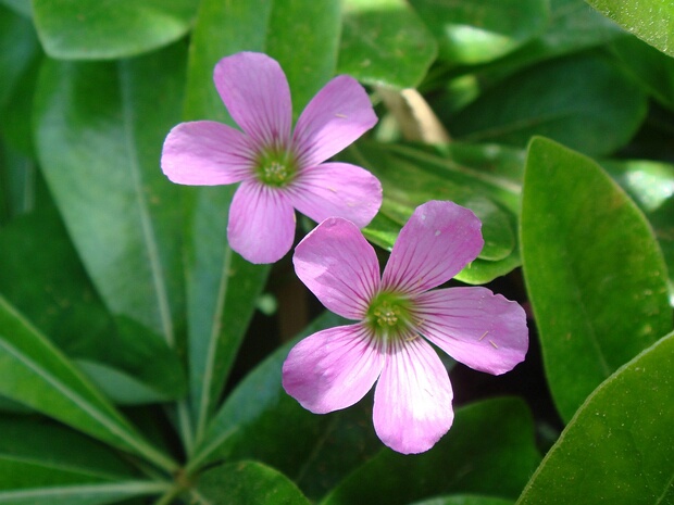 Кислица членистая - Oxalis articulata