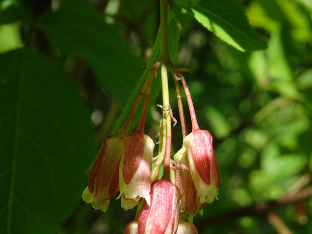 Клекачка трехлистная розоватая форма - Staphylea trifolia f.rosea