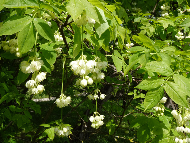 Клекачковые - Staphyleaceae Staphyleaceae is a small family of flowering plants in the order Crossosomatales, native to the Northern Hemisphere and...