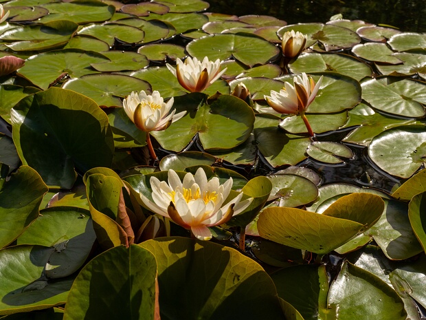 Кувшинковые - Nymphaeaceae Nymphaeaceae is a family of flowering plants, commonly called water lilies. They live as rhizomatous aquatic herbs in...