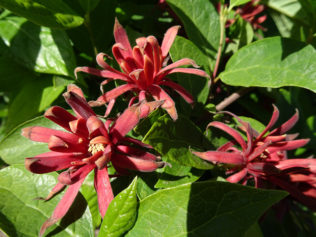 Каликантовые - Calycanthaceae