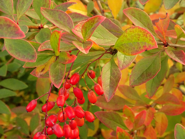 Барбарис Бергмана - Berberis bergmanniae