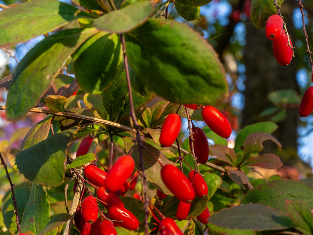Барбарис обыкновенный - Berberis vulgaris