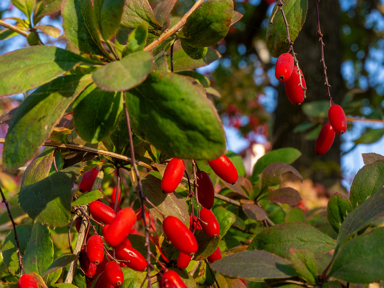 berberis-vulgaris_1-4