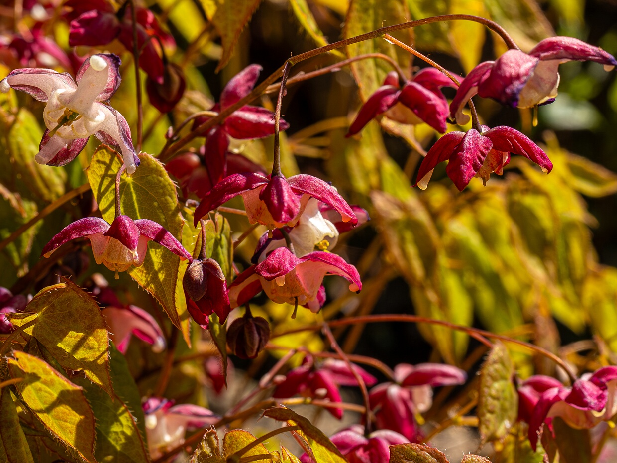 Горянка x красная - Epimedium x rubrum