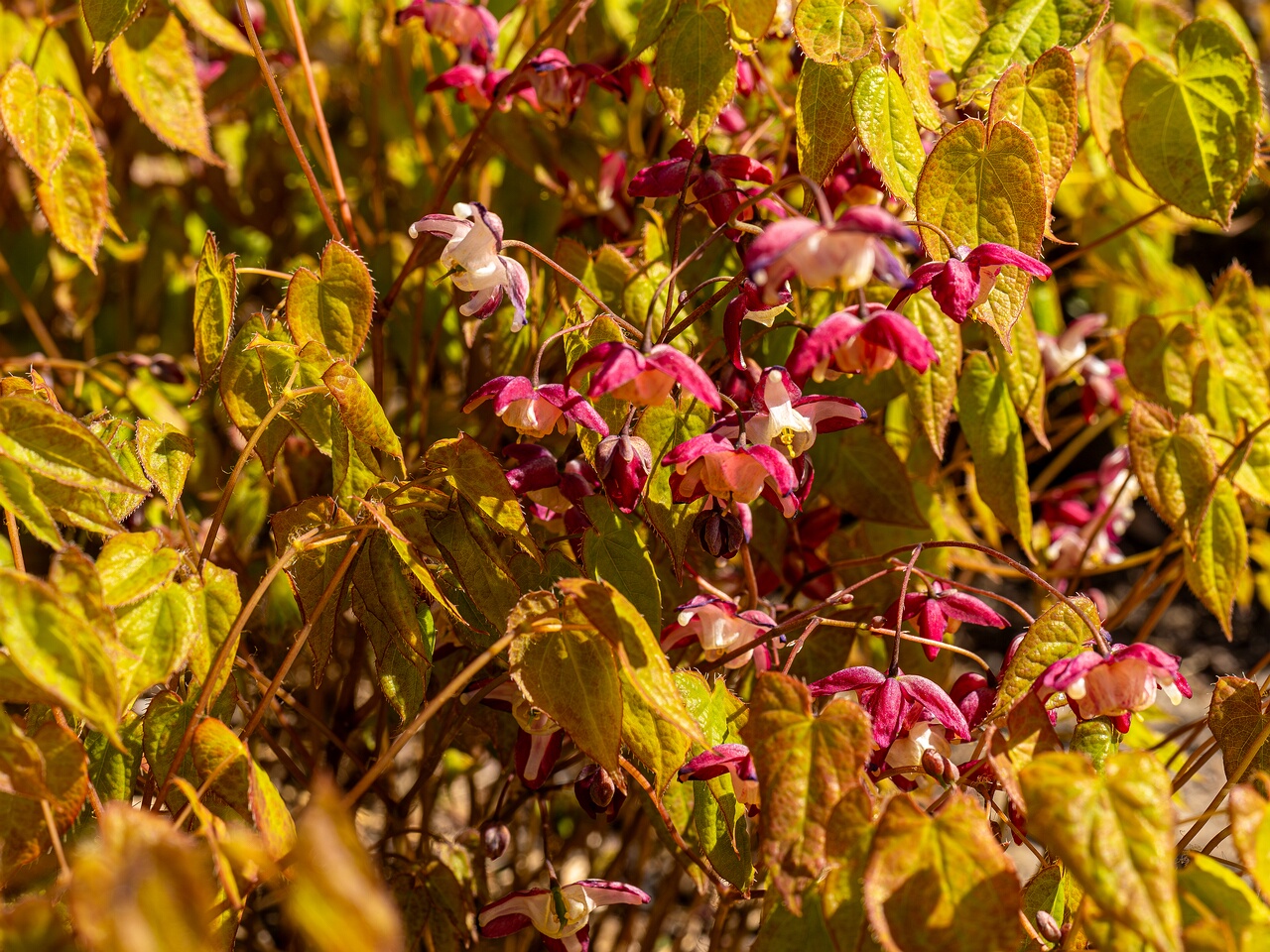 Epimedium x rubrum _2026-05-08_1-1