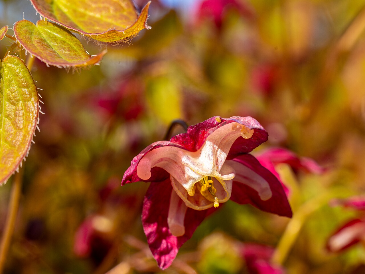 Epimedium x rubrum _2026-05-08_1-11