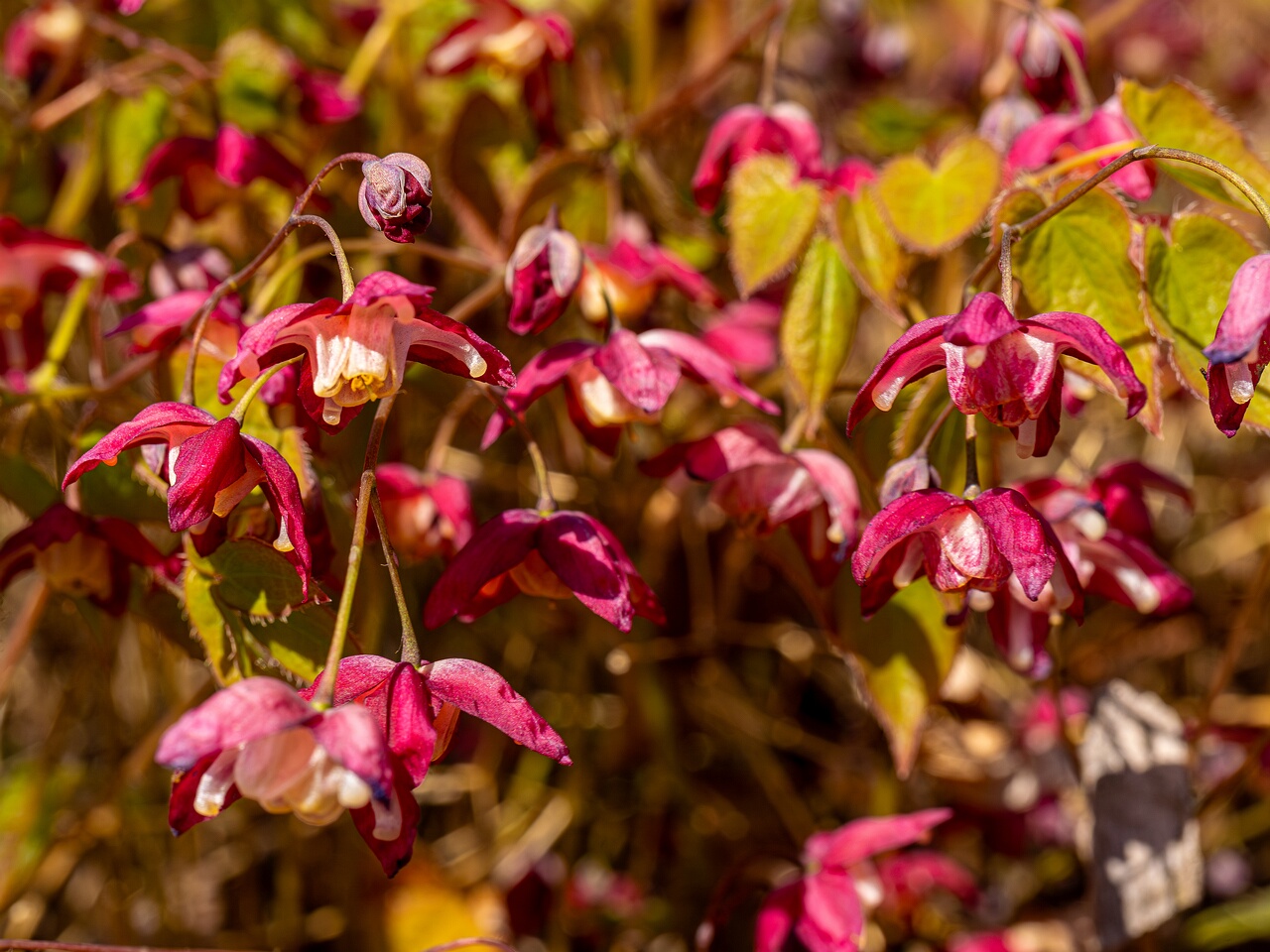 Epimedium x rubrum _2026-05-08_1-12