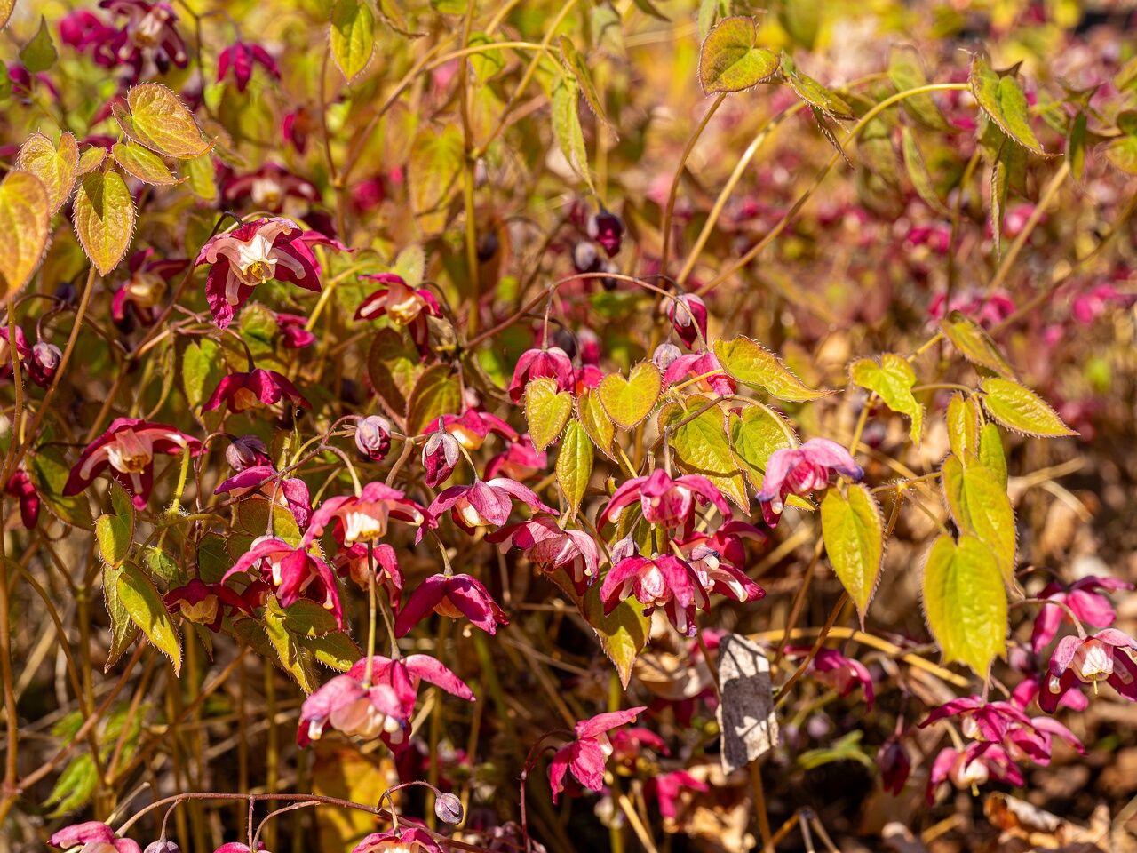 Epimedium x rubrum _2026-05-08_1-13