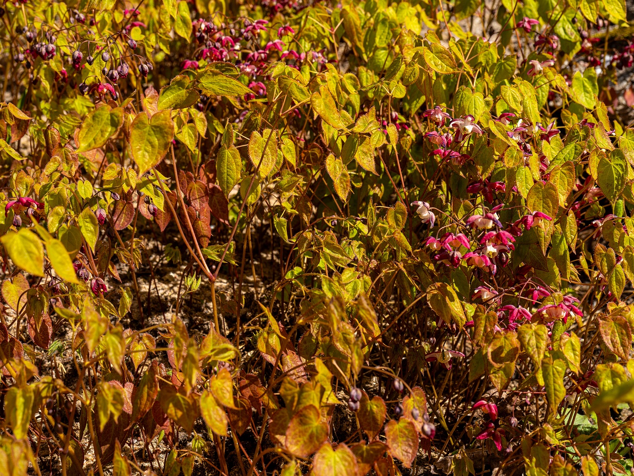Epimedium x rubrum _2026-05-08_1-3
