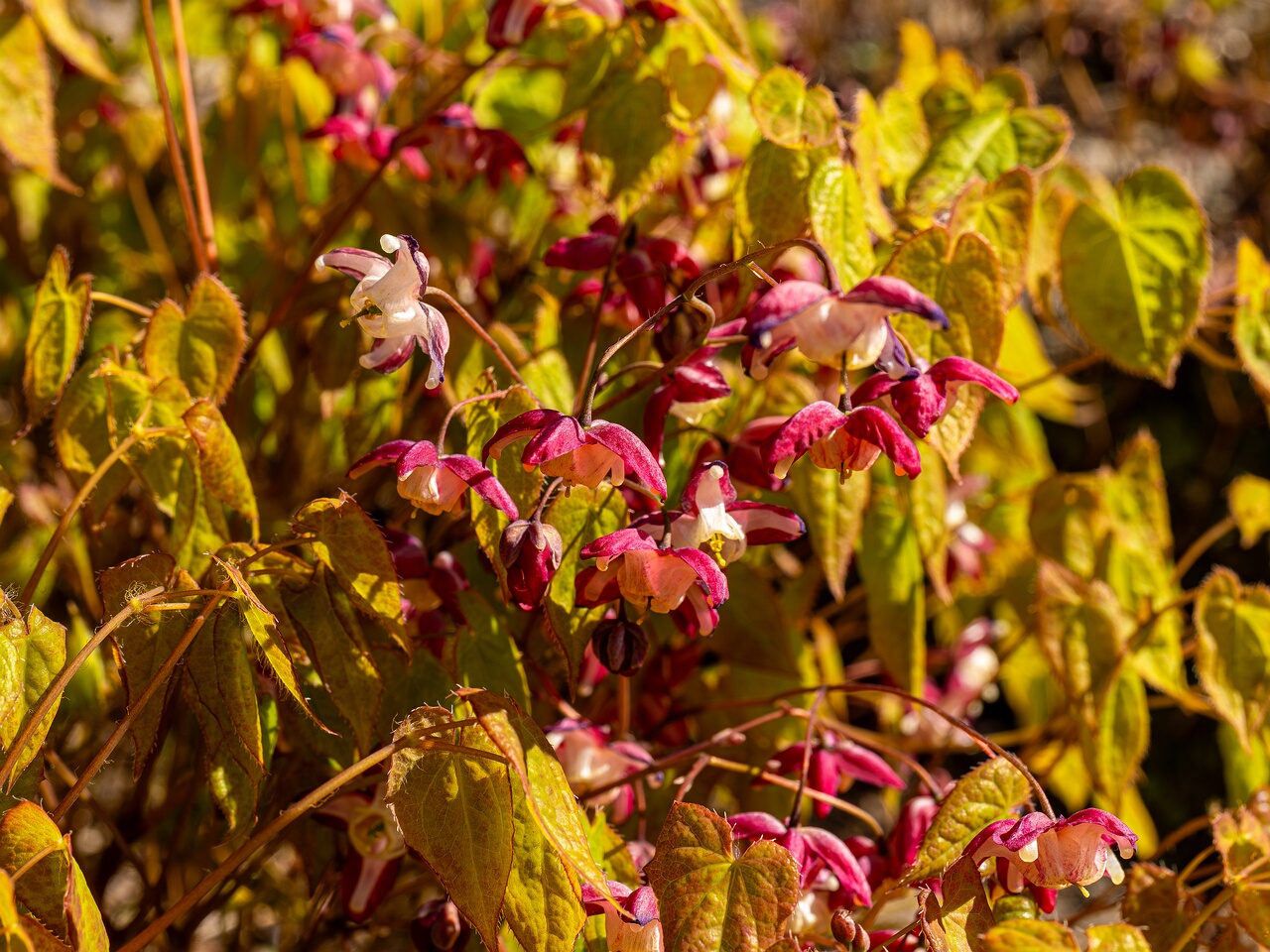 Epimedium x rubrum _2026-05-08_1-4