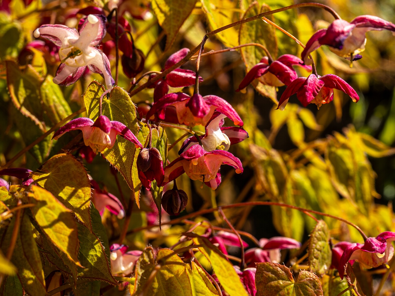 Epimedium x rubrum _2026-05-08_1-8