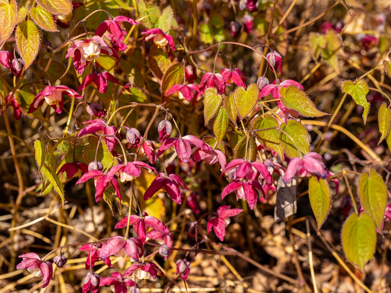 Epimedium x rubrum _2026-05-08_1-9