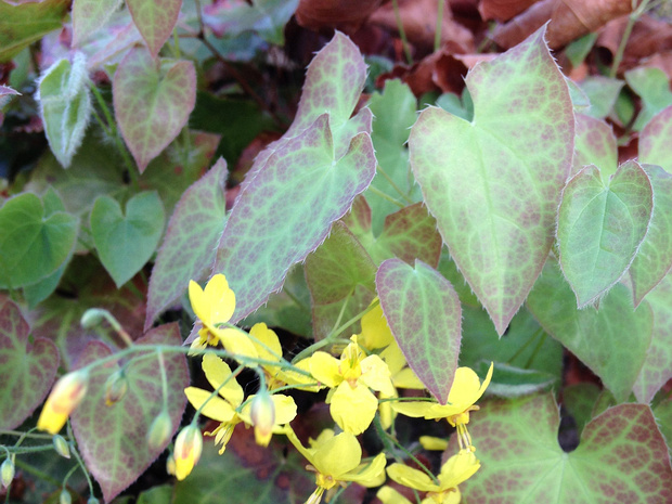 Горянка x перралхинум 'Fröhnleiten' - Epimedium x perralchinum 'Frohnleiten'