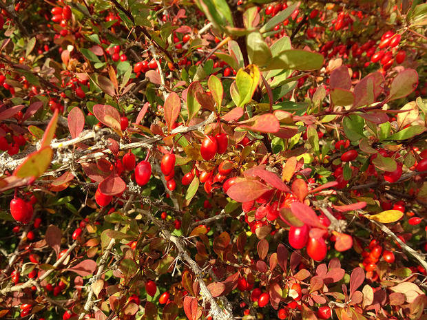 Барбарисовые - Berberidaceae