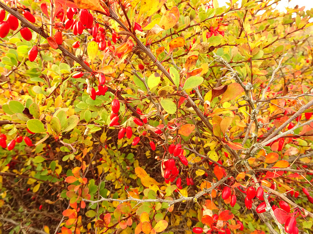 Барбарис Тунберга 'Стойкий' - Berberis thunbergii 'Erecta'