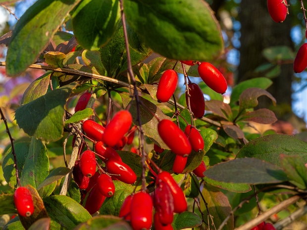 Барбарис обыкновенный - Berberis vulgaris