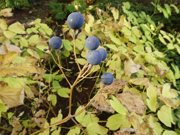 Стеблелист василистниковидный - Caulophyllum thalictroides