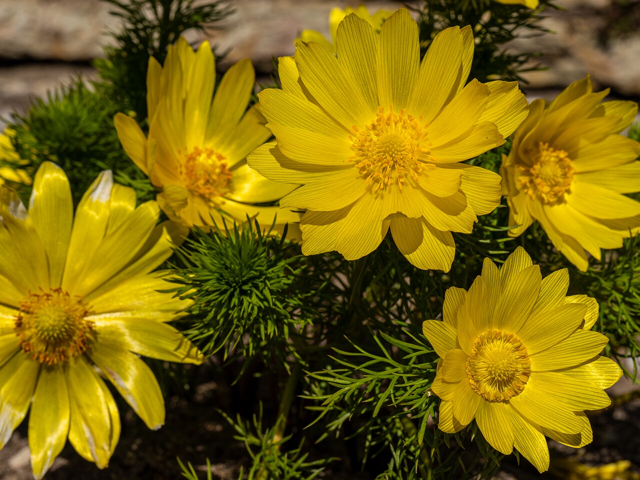 !Adonis vernalis _2026-05-08_1-4
