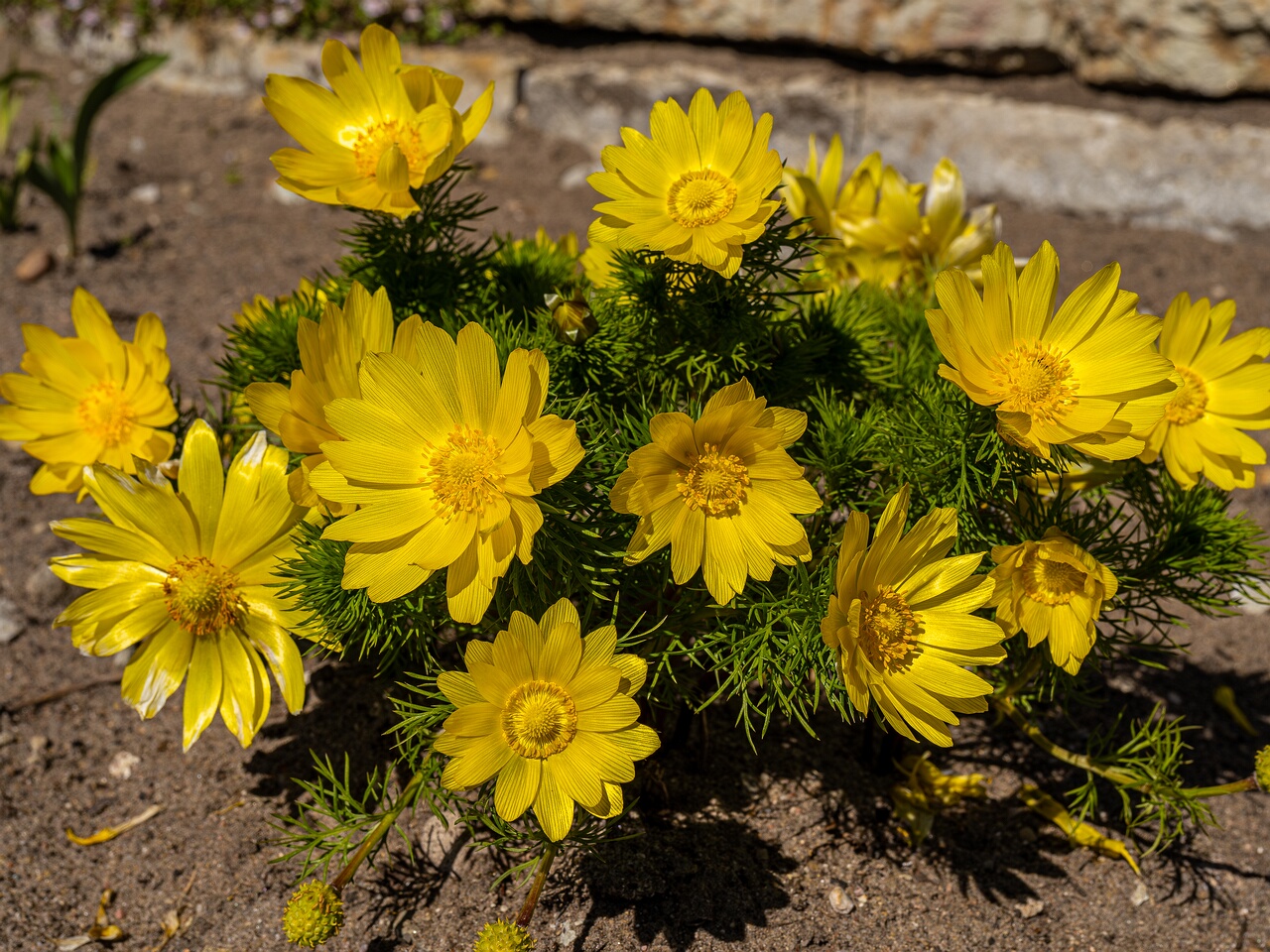 Adonis vernalis _2026-05-08_1-1