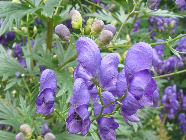 Борец клобучковый - Aconitum napellus