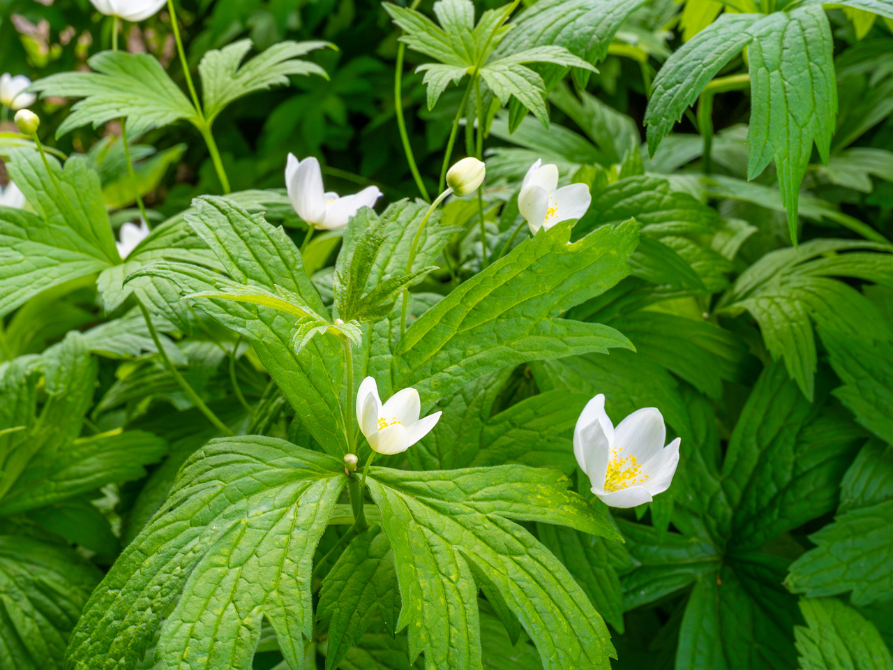 tallinn_botanical_garden_outside_alpine_plain-1