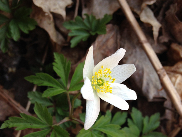 Ветренница дубравная - Anemone nemorosa