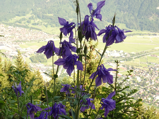 Водосбор альпийский - Aquilegia alpina